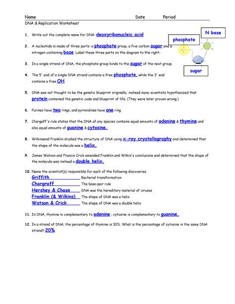 Chargaff's Rule Practice Worksheet Answer Key - Ippazio Antonucci