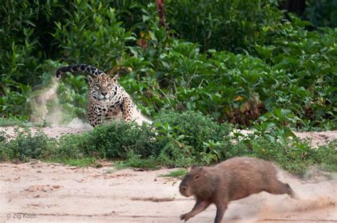 Jaguar chasing capybara