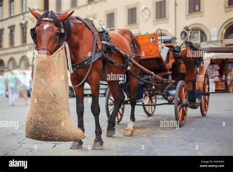 Horse eating oats from jute bag Stock Photo - Alamy