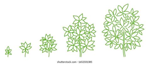 Tree Growth Stages Diagram Development Stage: เวกเตอร์สต็อก (ปลอดค่าลิขสิทธิ์) 1652331385 ...