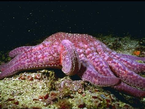 Sunflower Starfish | Sunflower starfish, Sea starfish, Starfish species