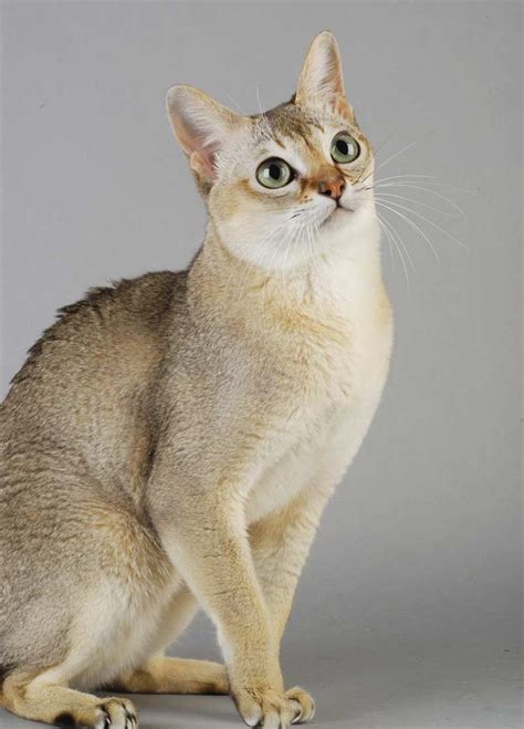 Singapura Cat - The World's Smallest And Friendliest Cat Breed?