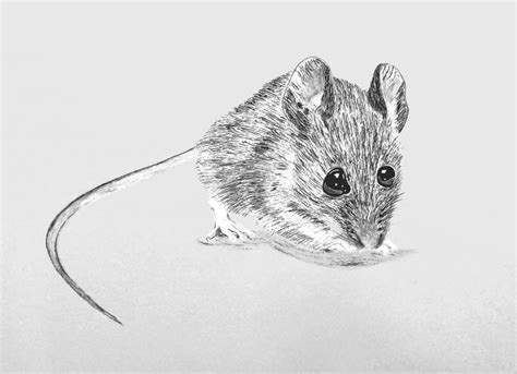 Field Mouse by Zizi Lagadec (freehand sketch) | Field mouse, Art drawings, Art classes