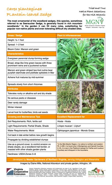 Carex plantaginea 2022.