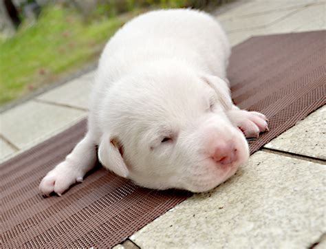 Newborn Puppies Images & Pictures - Becuo