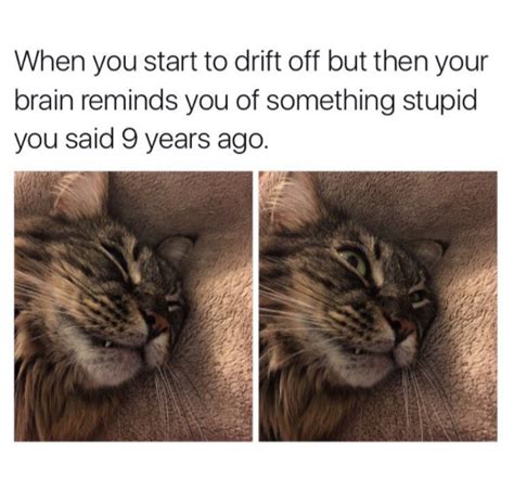 15 cat memes that are super relatable