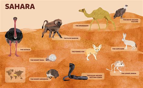 Animals – Sahara Desert | Desert animals, Sahara desert, Desert ecosystem