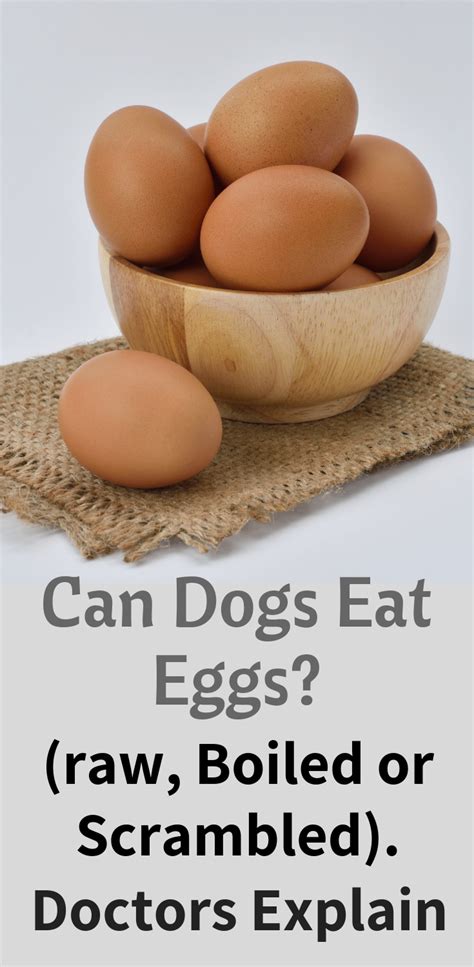 Are Eggs Good For Dogs - change comin