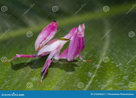 Orchid Mantis Camouflage. the Praying Mantis on Leaf Stock Image ...