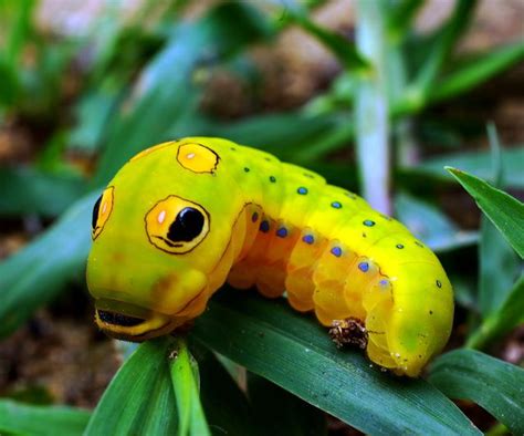 Spicebush swallowtail caterpillar | 9 incredibly cute arthropods | MNN - Mother Nature Network