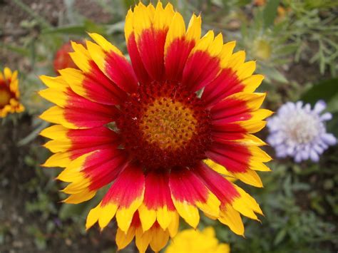 Lees Little Garden: Gaillardia (Blanket Flower) Goblin