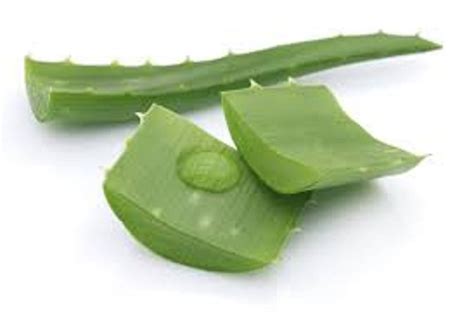 Fresh Organic Aloe Vera Cut Leaf Large Two Plus Pounds - Other Garden Clothing & Gear