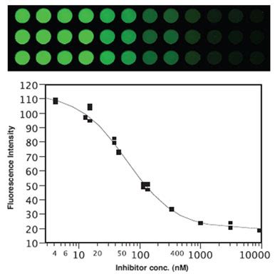 Simple and Flexible Near-Infrared Fluorescent Protease Assays