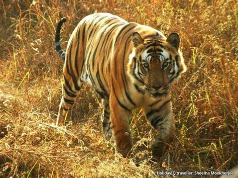 Satpura National Park - Alchetron, The Free Social Encyclopedia