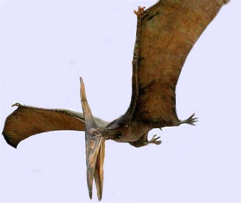 Pteranodon