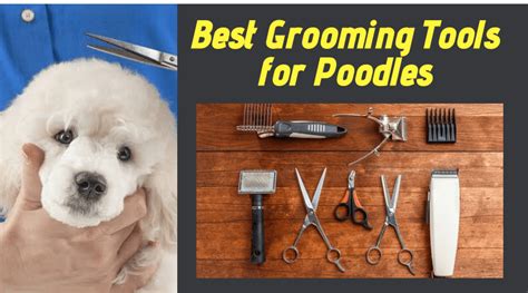 Best grooming tools for poodles –Tender loving care for your pooch!