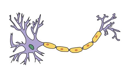 Blank Neuron Diagram