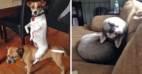 People Are Sharing Pics Of Their Dogs Acting Weird (Add Yours!) | Bored Panda