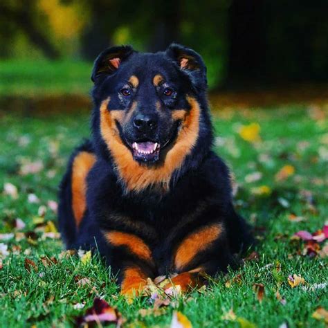 Rottweiler Chow Chow Mix: A Complete Guide For Crossbreed Lovers