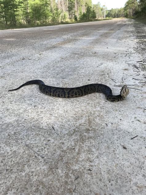 Black cottonmouth from northern Florida. : snakes