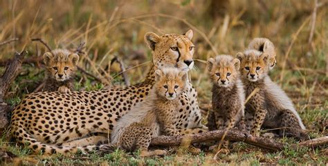 What Are The Differences Between Asiatic Cheetahs And African Cheetahs ...