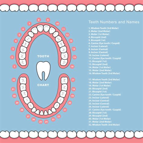 Dental Diagram With Tooth Numbers