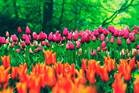 tulip flowers, field, nature, flower, flowers, plant, flowering plant, freshness | Piqsels