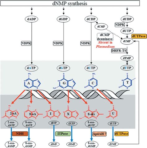 Overview of deoxyribonucleotide metabolism. A schematic of nucleotide ...