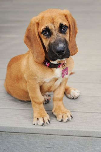 16 Unreal Basset Hound Cross Breeds You Have To See To Believe