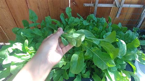 Quick Guide to growing Arugula or Rocket leaves - YouTube