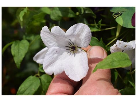 CLEMATIS VITICELLA 'ALBA LUXURIANS'