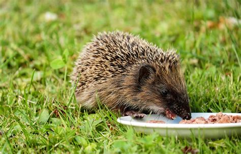 Gray and Black Hedgehog Eating on Plate · Free Stock Photo