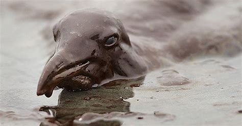 Gulf of Mexico oil spill: Shocking pictures of animals caught up in the ...