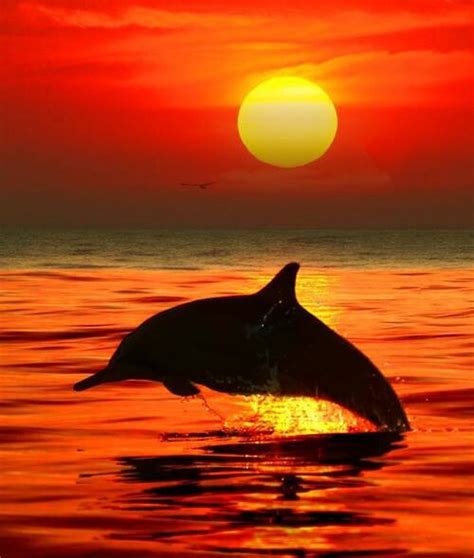 Dolphin in the sunset:) | Horses and Dolphins | Pinterest