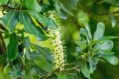 Macadamia nut flowers stock photo. Image of bokeh, food - 70372010