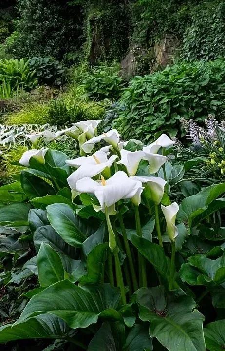 Calla Lily, a Pond Plant Favorite | Aquatic Plants for Ponds