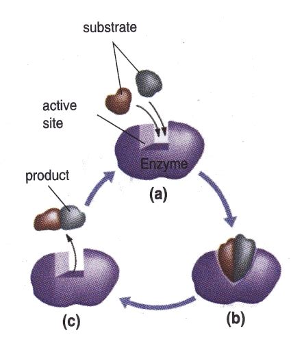 The Work Mechanism of Enzyme - New Science Biology