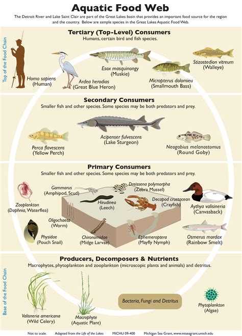 What is aquatic ecosystem | Its Functions, Importance & Uses to Man