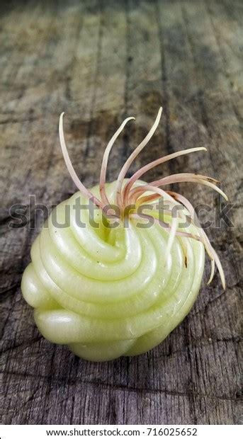 Close Catmon Fruit On Wood Table Stock Photo (Edit Now) 716025652