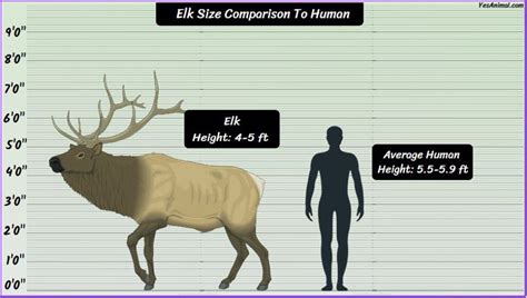 Elk Size: How Big Are They Compared To Others?