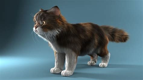 Persian cat 3D model | CGTrader