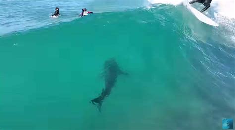 Drone Technology Takes Shark Observation To New Heights