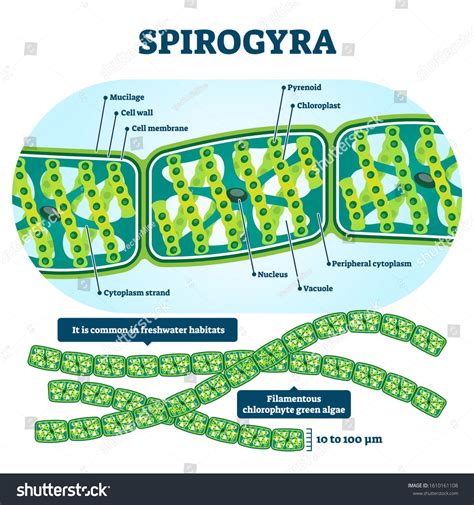 Spirogyra vector illustration. Labeled educational green algae structure scheme. Isolated ...