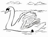 Swan Coloring Page sketch template