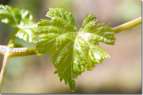 Photo Feuille de vigne - Grape leaf - Kani Panka photo Kurdistan Irak ...