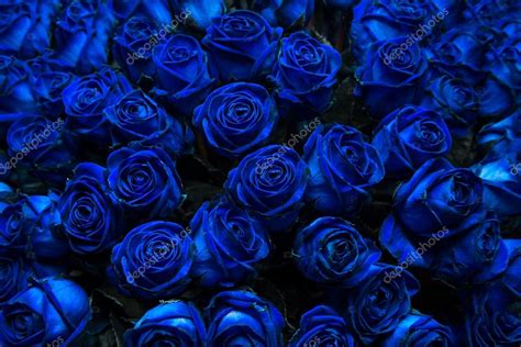 Blue roses ⬇ Stock Photo, Image by © intendo48 #53675695