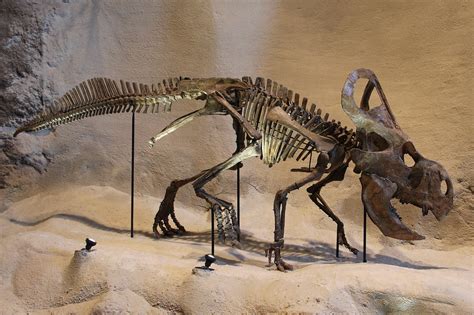 Protoceratops andrewsi | A skeleton of a Protoceratops andre… | Flickr