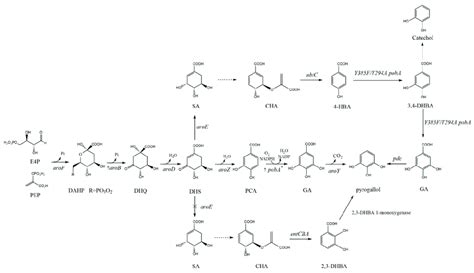 Shikimic acid pathway and gallic acid and pyrogallol synthesis pathway ...