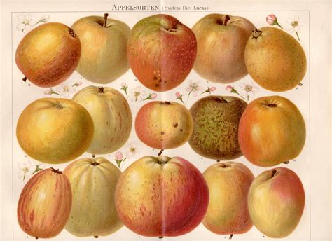 1893 Historical Apple Varieties Antique Print Apfelsorten | Etsy