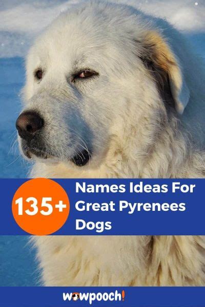 135+ Phenomenal Names Ideas For Great Pyrenees Dogs - WowPooch